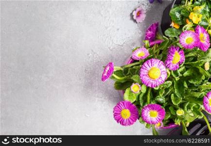 Beautiful pink daisy in pot on gray stone background, top view, place for text