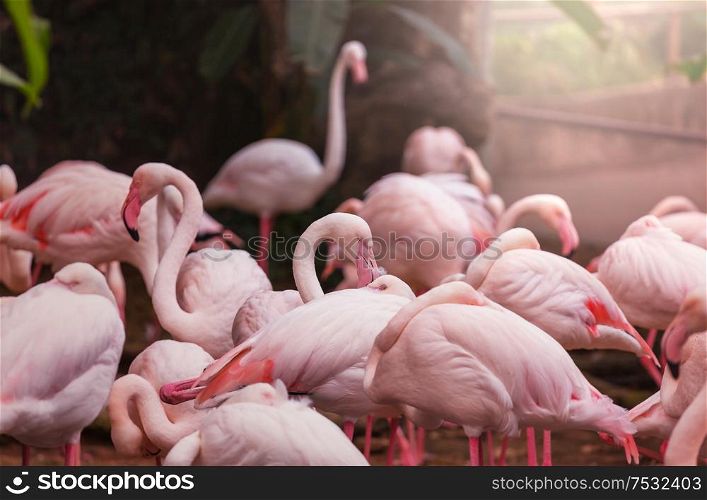 Beautiful pink flamingo close up