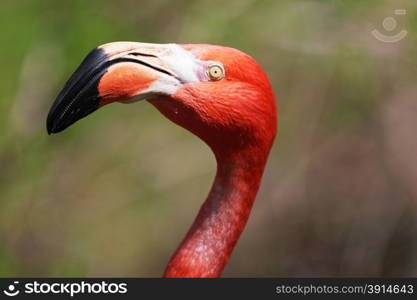 Beautiful pink flamingoes in a flock.