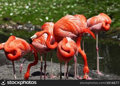 Beautiful pink flamingoes in a flock.