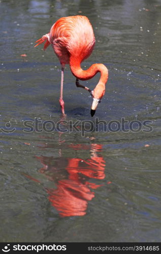 Beautiful pink flamingoes in a flock.