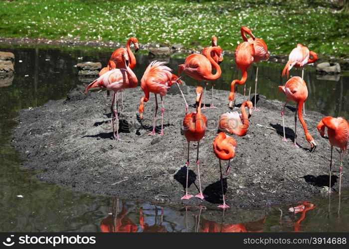 Beautiful pink flamingoes in a flock.