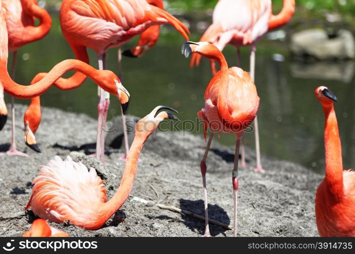 Beautiful pink flamingoes in a flock.