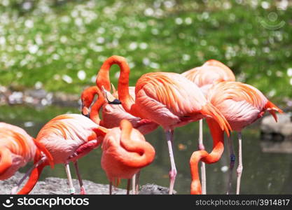 Beautiful pink flamingoes in a flock.