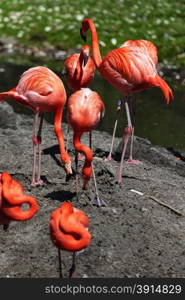 Beautiful pink flamingoes in a flock.