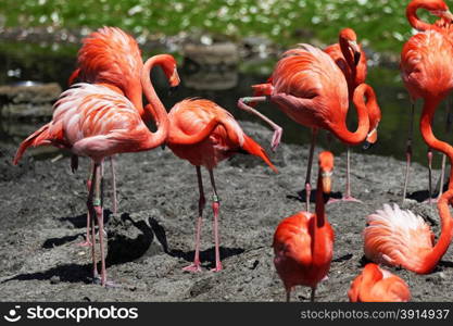 Beautiful pink flamingoes in a flock.