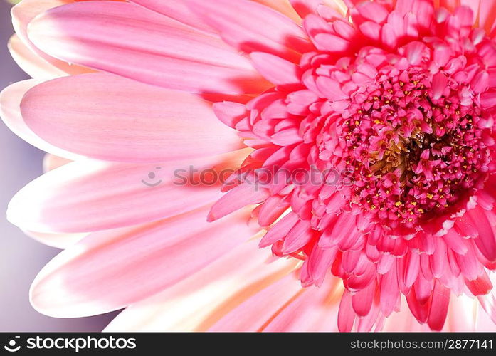 Beautiful pink flower