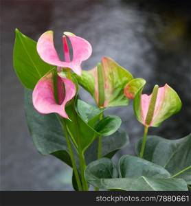 Beautiful pink flower, anthurium with nature background