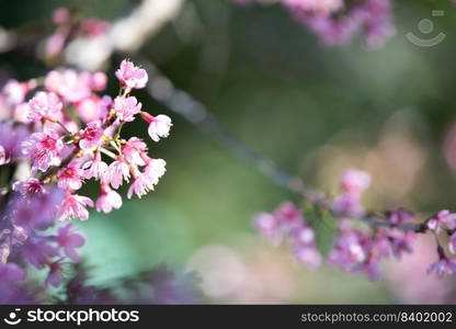 Beautiful pink flower background