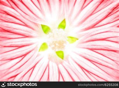 Beautiful pink flower background, abstract natural backdrop, detail of blooming gerbera, gentle floral wallpaper