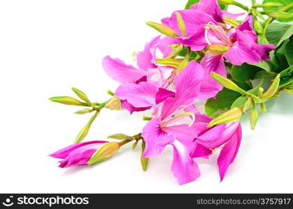 Beautiful pink flower, Bauhinia purpurea, isolated on a white background