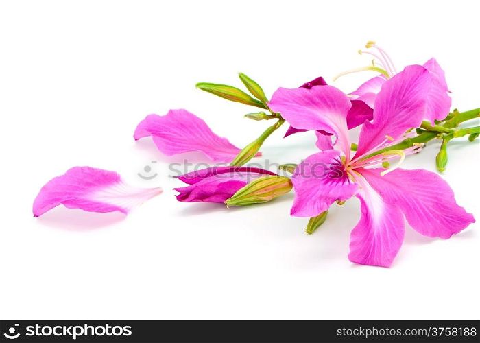 Beautiful pink flower, Bauhinia purpurea, isolated on a white background