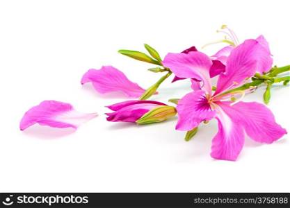 Beautiful pink flower, Bauhinia purpurea, isolated on a white background
