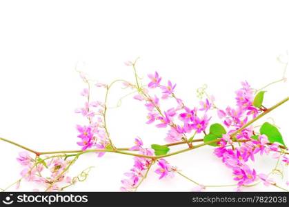 Beautiful pink flower, Coral Vine or Mexican Creeper (Antigonon leptopus), isolated on a white background