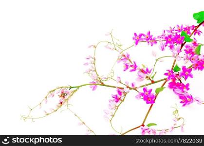 Beautiful pink flower, Coral Vine or Mexican Creeper (Antigonon leptopus), isolated on a white background