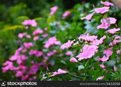 beautiful pink flower cosmos. outdoor shot