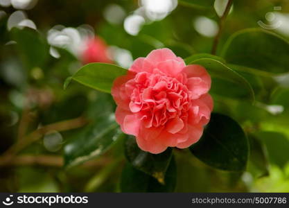 Beautiful pink flower during spring in the nature