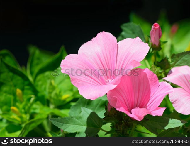 Beautiful pink flower in flowerbed