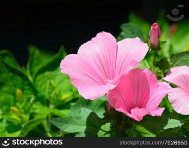 Beautiful pink flower in flowerbed