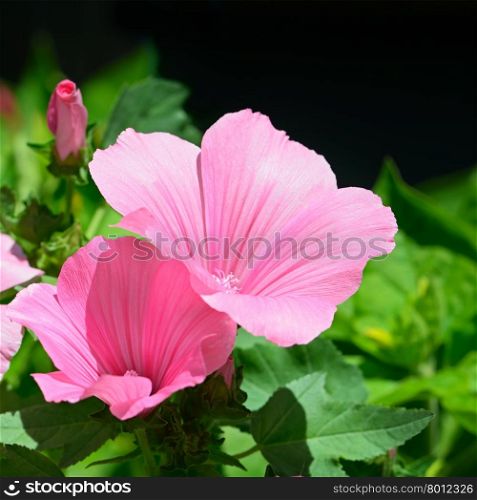 Beautiful pink flower in flowerbed