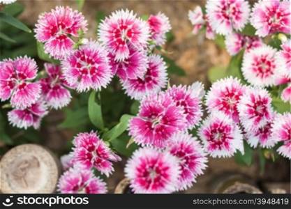 Beautiful pink flower in garden, stock photo