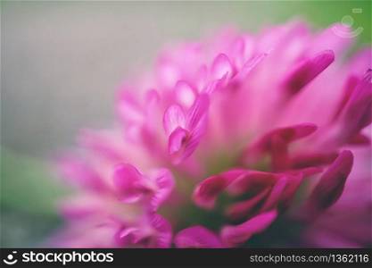 beautiful pink flower in the nature in springtime, pink background