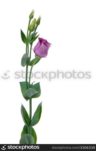 Beautiful pink flower isolated on white.