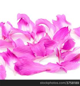 Beautiful pink flower, petal of Bauhinia purpurea, isolated on a white background
