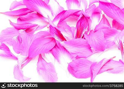 Beautiful pink flower, petal of Bauhinia purpurea, isolated on a white background