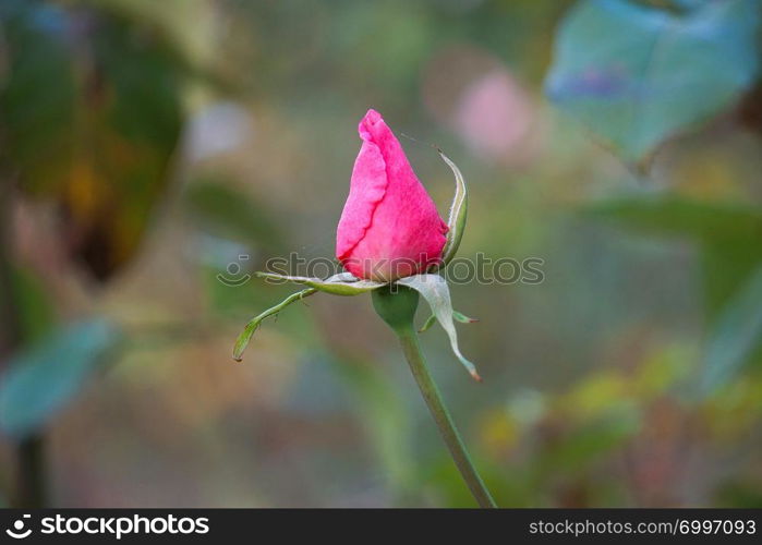 beautiful pink flower plant in the garden