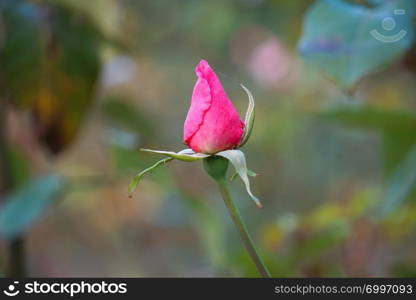 beautiful pink flower plant in the garden