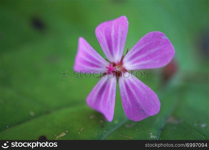 beautiful pink flower plant in the garden