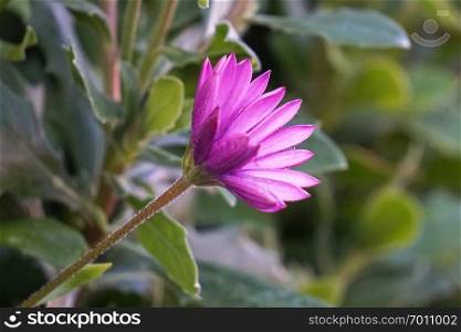 beautiful pink flower plant in the garden