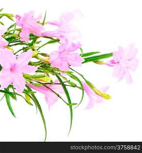 Beautiful pink flower, Ruellia squarrosa, isolated on a white background