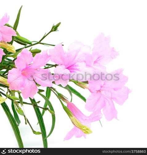Beautiful pink flower, Ruellia squarrosa, isolated on a white background