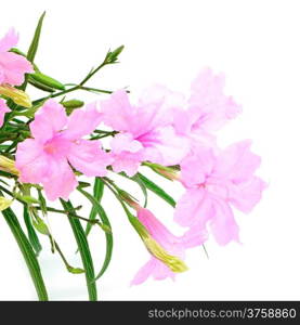 Beautiful pink flower, Ruellia squarrosa, isolated on a white background