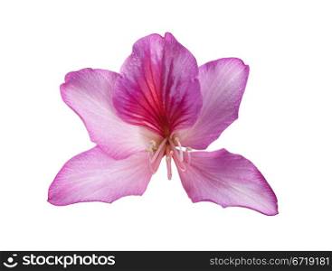 beautiful pink flower with shallow DOF over white background