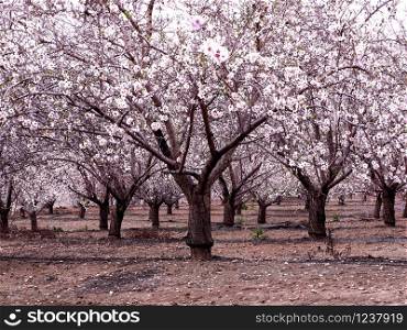 Beautiful pink flowering almond trees on a plantation.