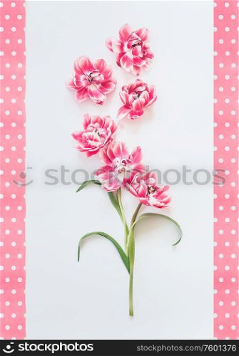 Beautiful pink flowers composition with dotted frame on white background. Top view.