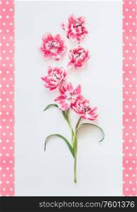 Beautiful pink flowers composition with dotted frame on white background. Top view.