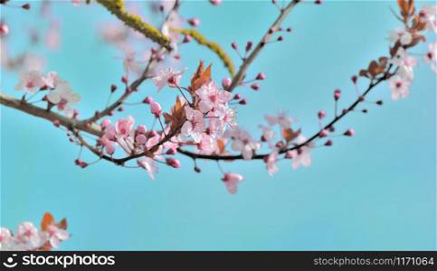 beautiful pink flowers flowering on a branch of a tree on blue sky