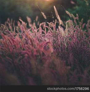 Beautiful Pink flowers grass in nature background.