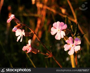 beautiful pink flowers heads in meadow side in setting sun looking pretty and clean lots of love and peace