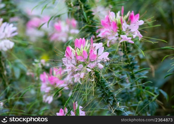 Beautiful pink flowers in springtime