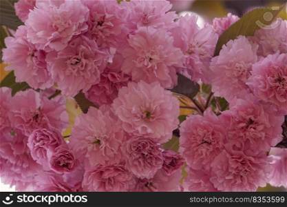 beautiful pink flowers in springtime, pink background