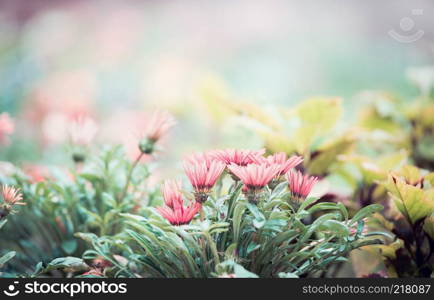 beautiful pink flowers in the city park, blur, bokeh