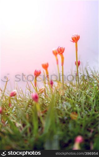beautiful pink flowers in the dew at dawn