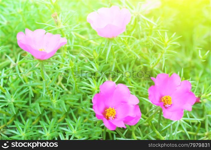 beautiful pink flowers in the garden