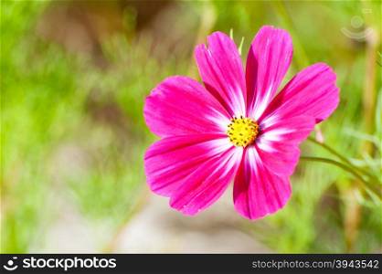 Beautiful pink flowers in the garden Cosmos bipinnatus or Mexican aster
