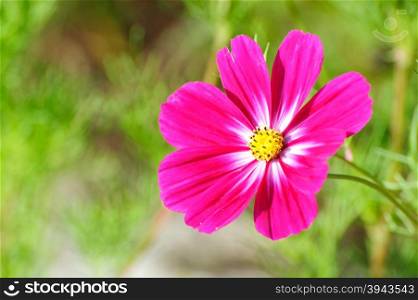 Beautiful pink flowers in the garden Cosmos bipinnatus or Mexican aster